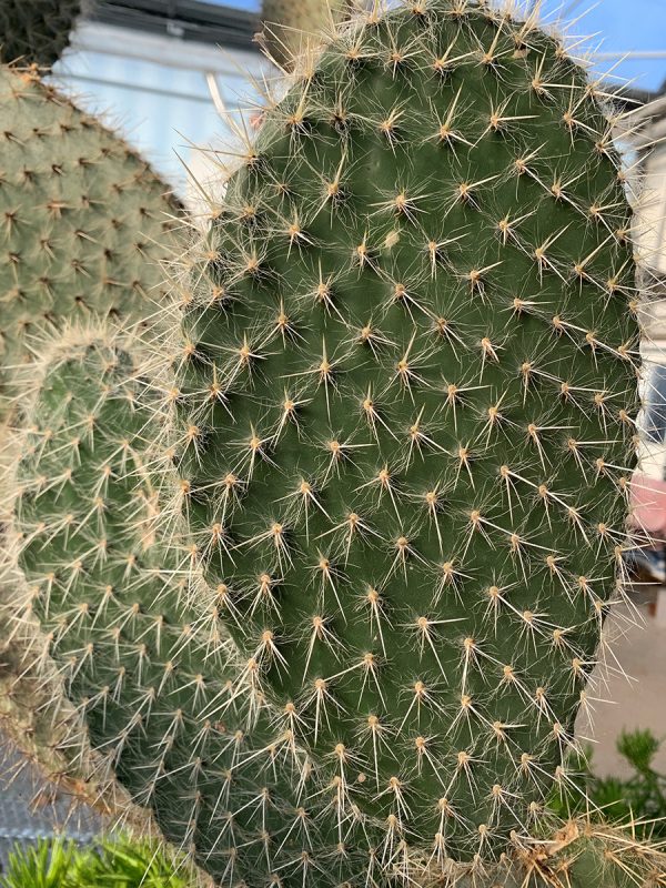 opuntia pilifera