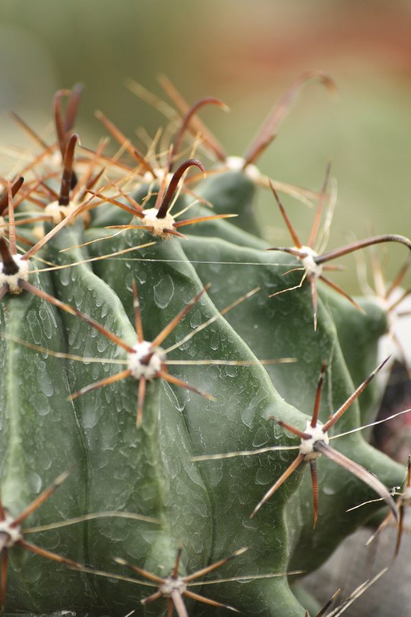 ferrocactus