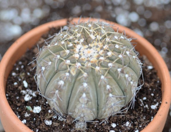 gymnocalycium quehlianum