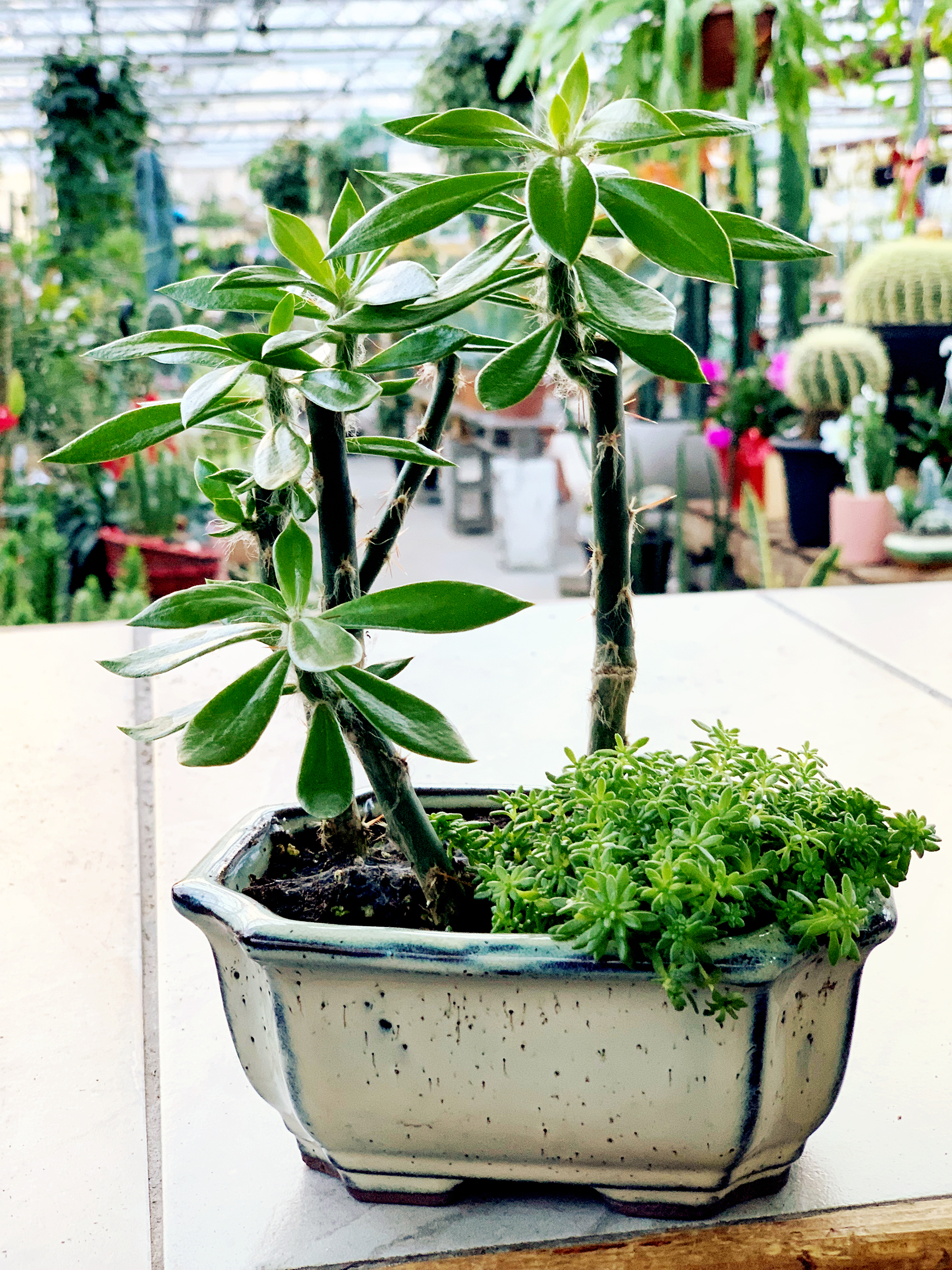pereski bonsai