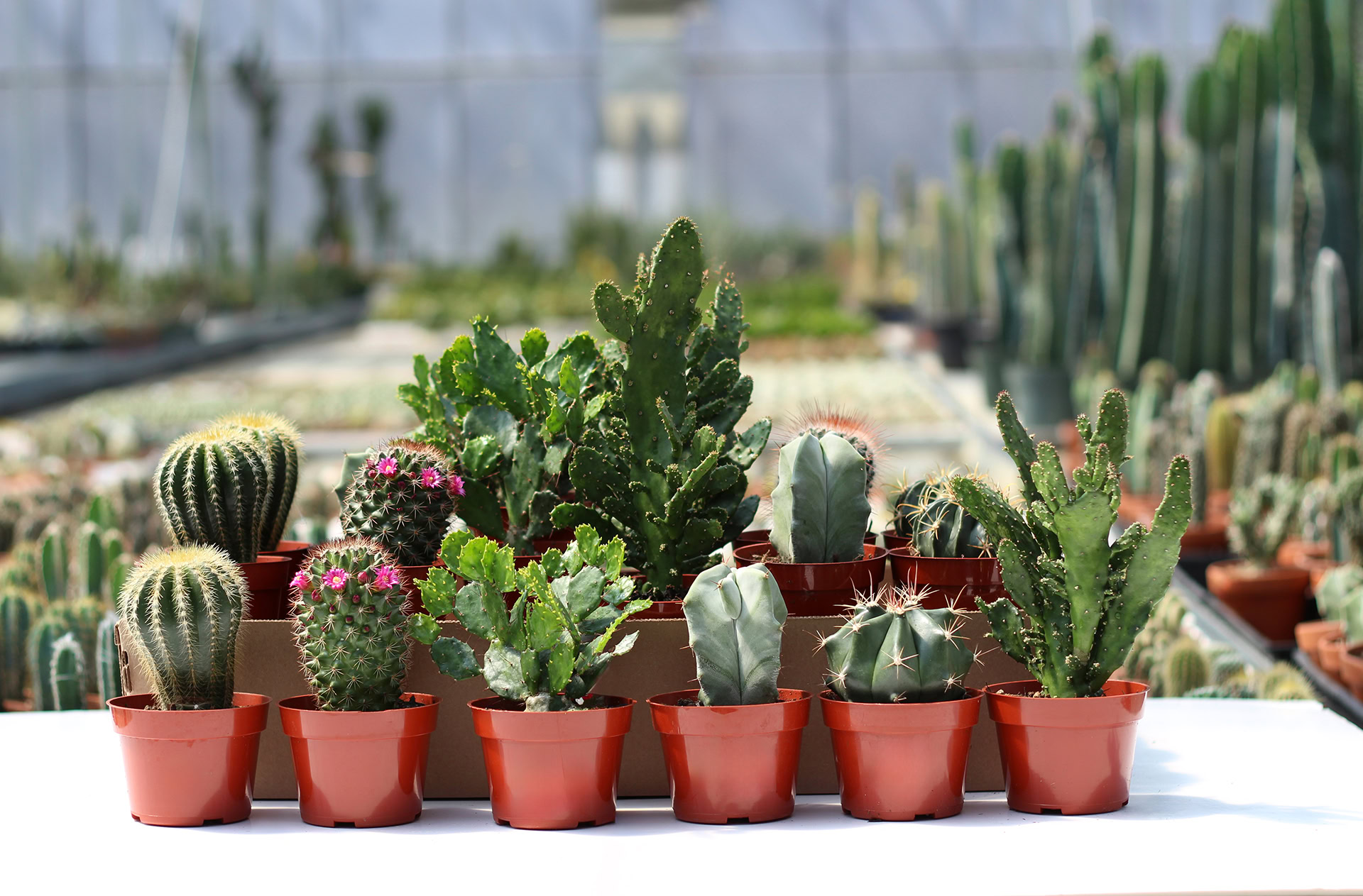cactus 4'' assorties-Le Cactus Fleuri