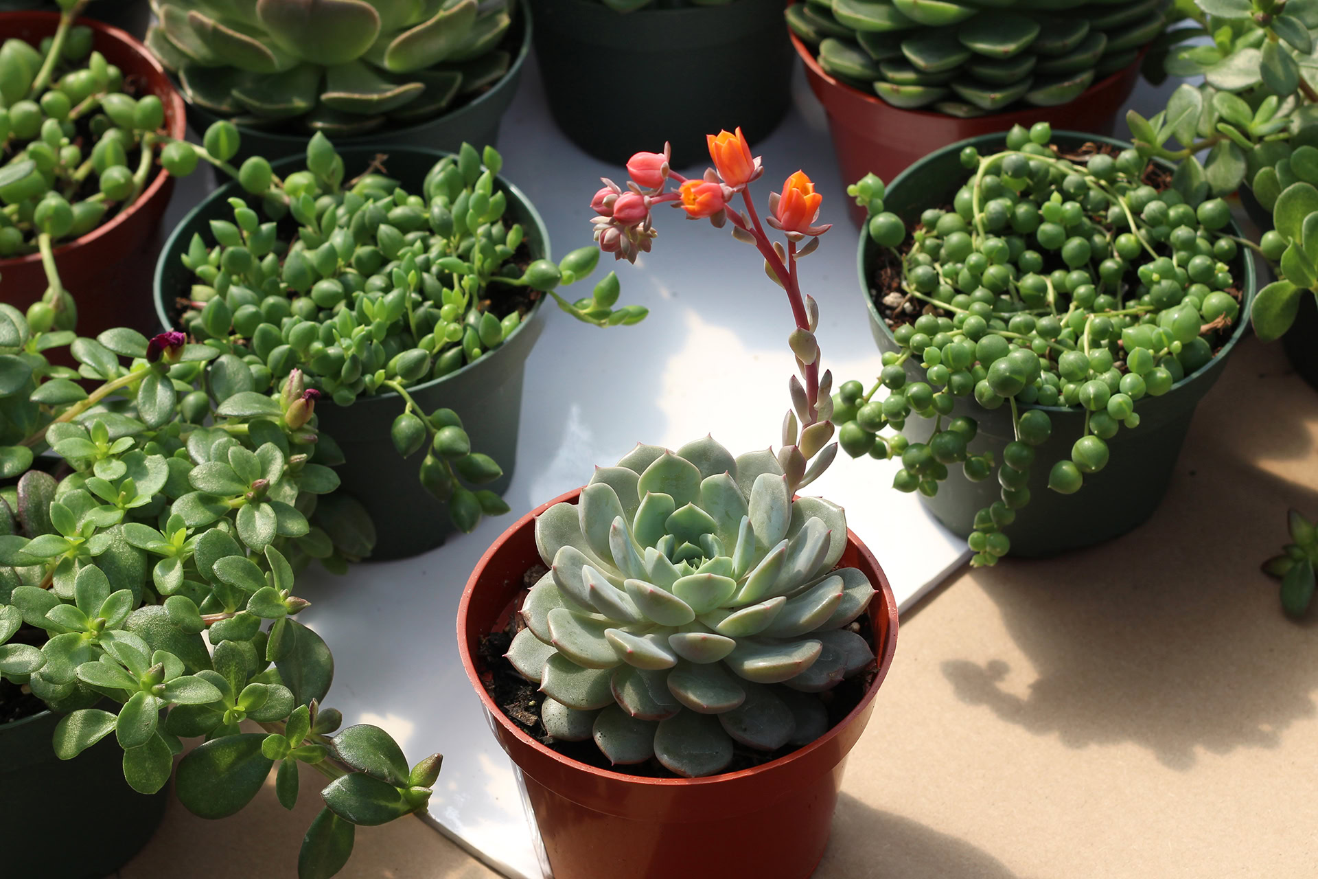 Echeveria Le Cactus Fleuri