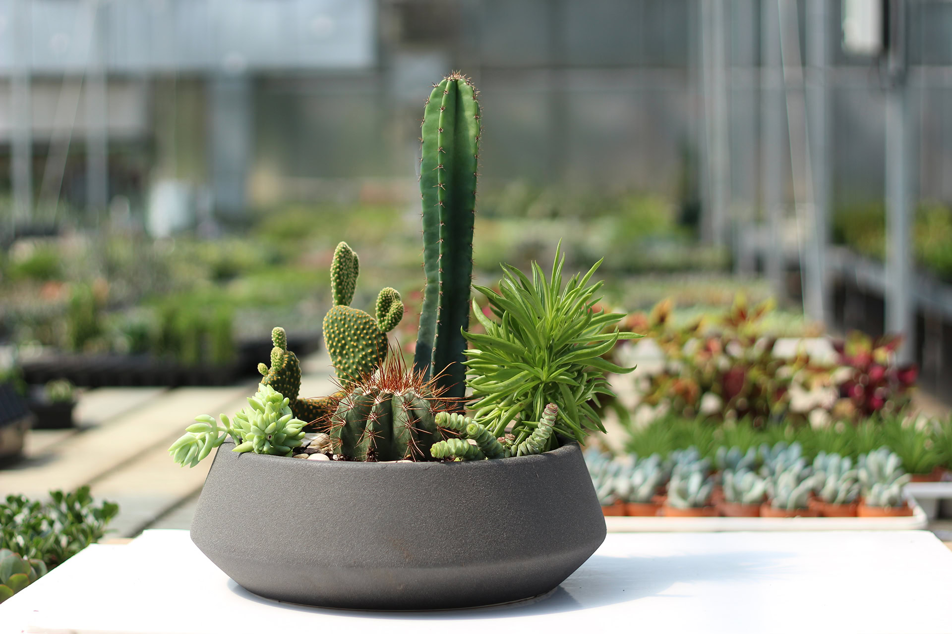 Jardin désertique - Cadeau corporatif - Le Cactus Fleuri