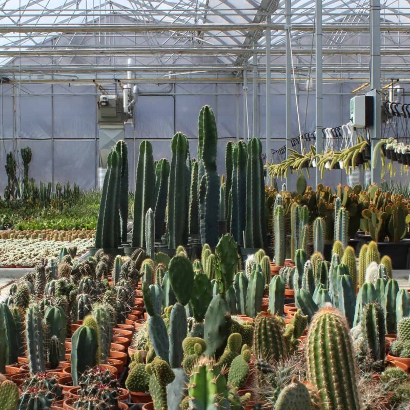 le cactus fleuri producteur en serres au quebec web 1920pxcomp
