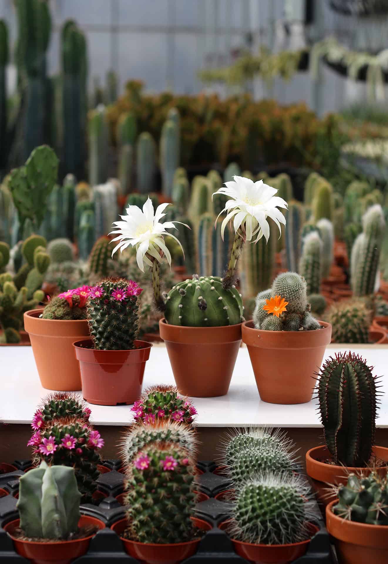 le cactus fleuri producteur quebecois de cactus en serres 1920pxcomp