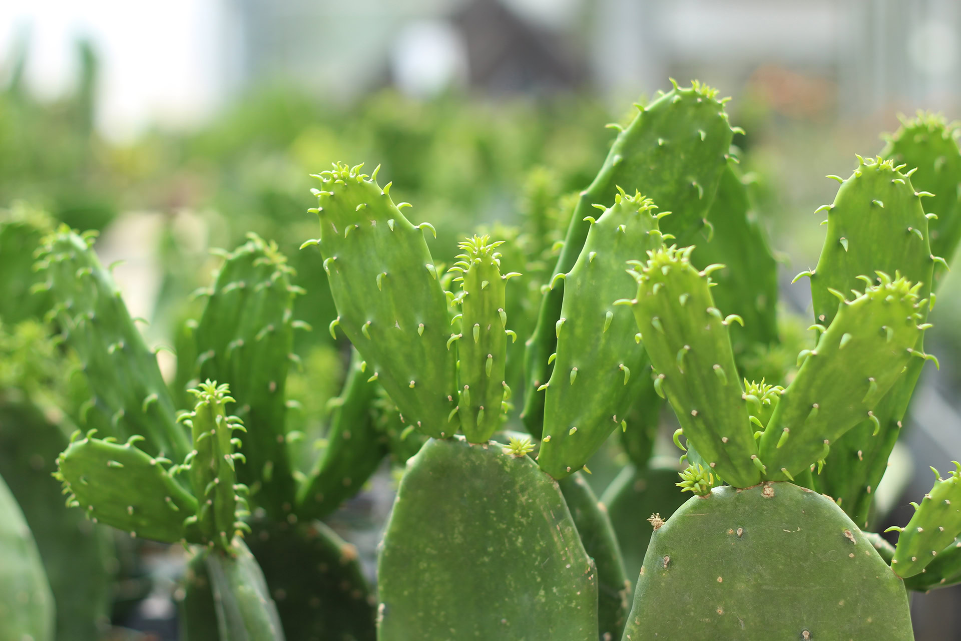 culture de nopal le cactus fleuri