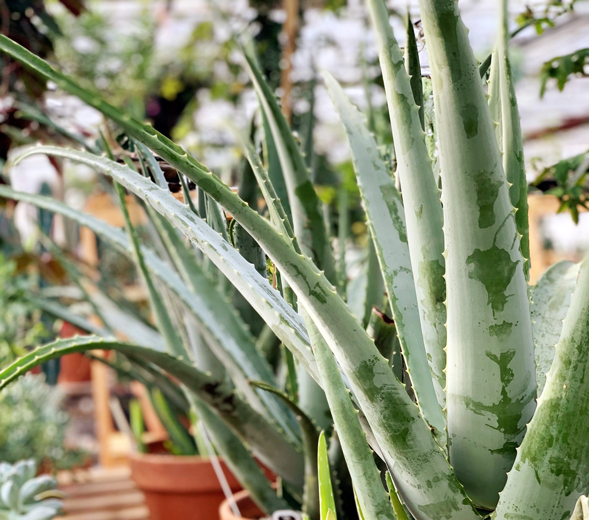 Aloe Vera