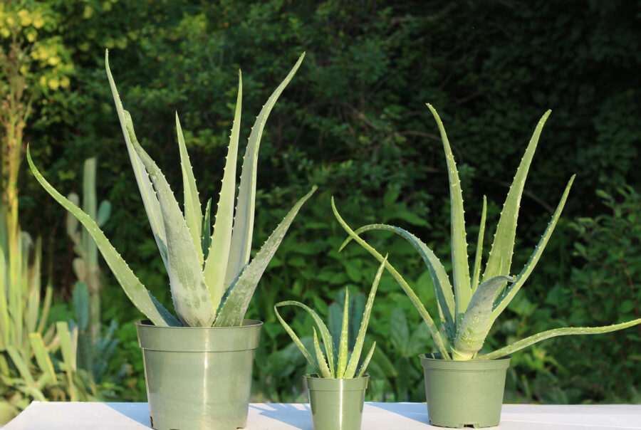 aloes 4''6''8'' cultivé au Quebec au cactus fleuri pour des campagnes de financement