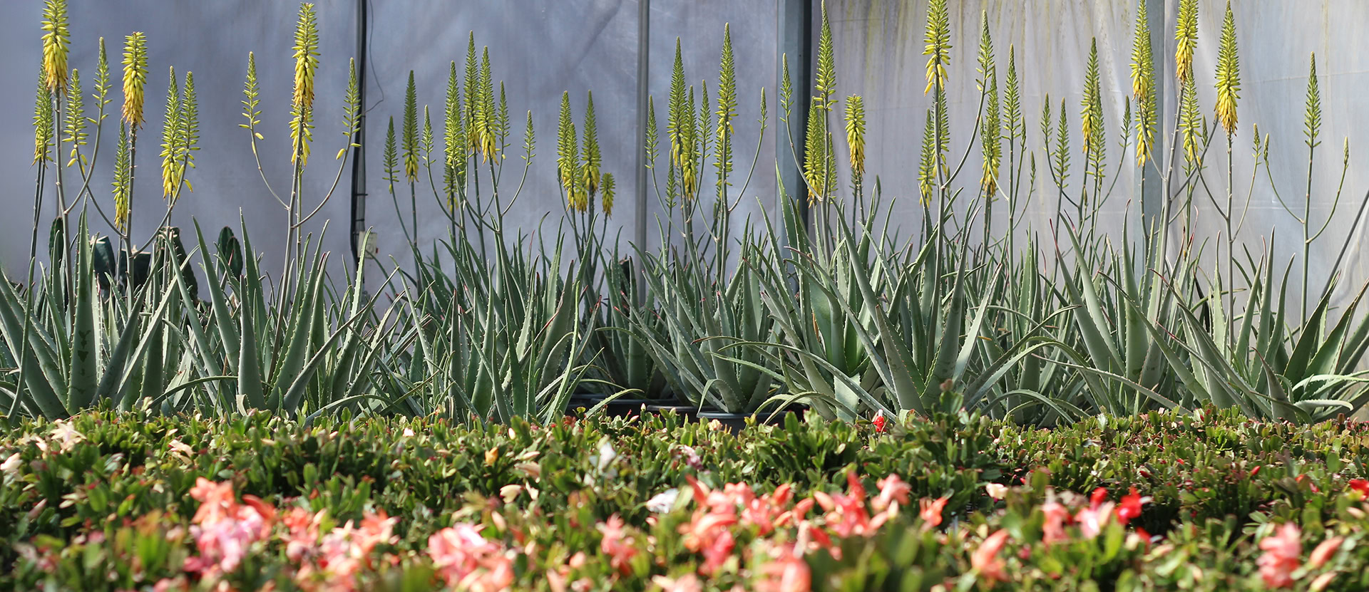 aloes en fleurs le cactus fleuri b 1920pxcomp