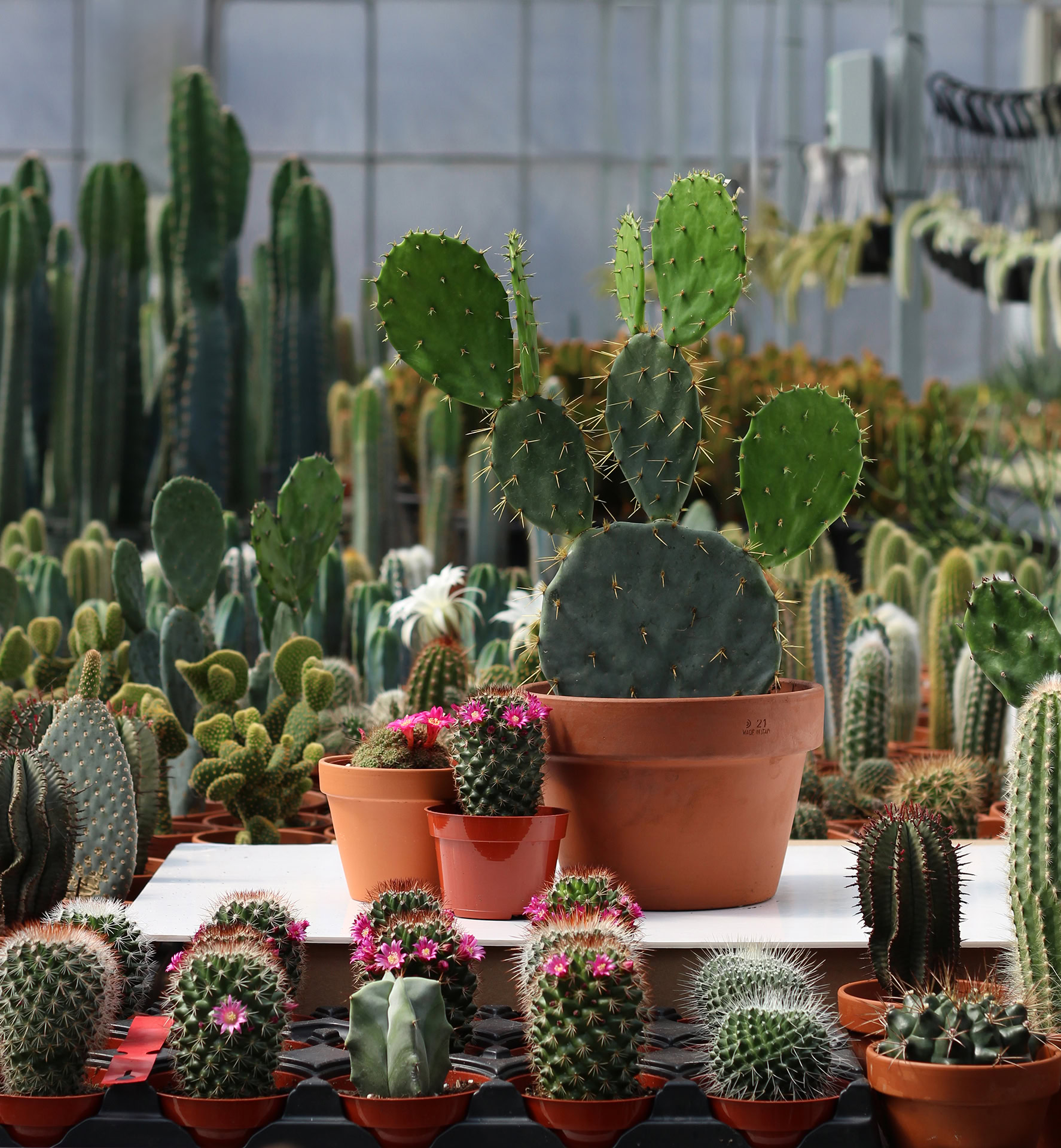cactus pot 8'' crop 1920pxcomp
