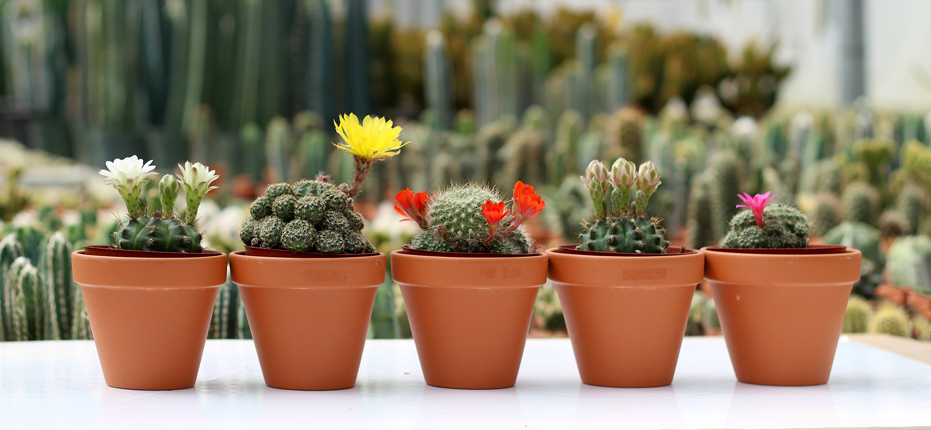 cactus bandeau 4'' le cactus fleuri 1920pxcomp