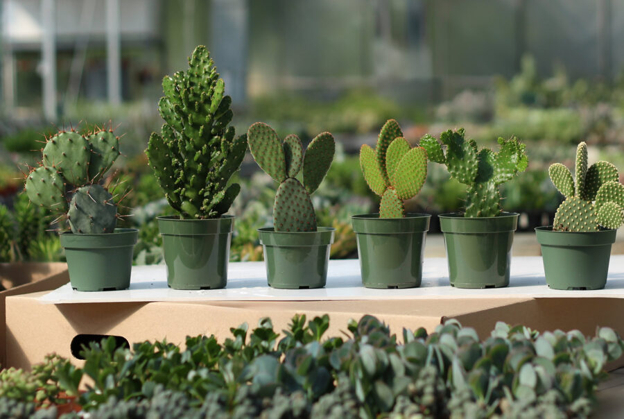 cereus 4'' assortie Campagne de financement plante cultivées au Quebec