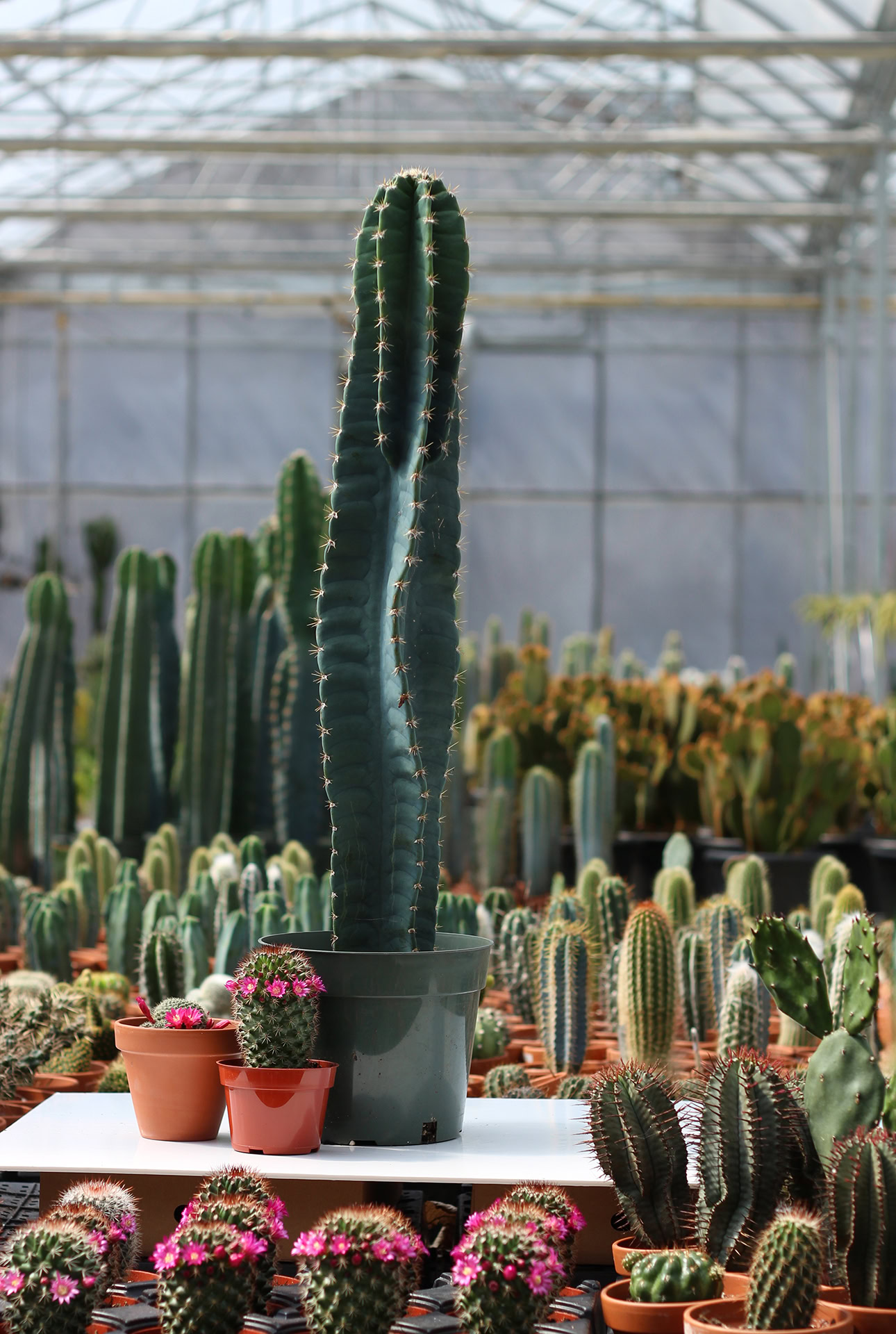 cereus 8'' visite libre serres de production le cactus fleuri