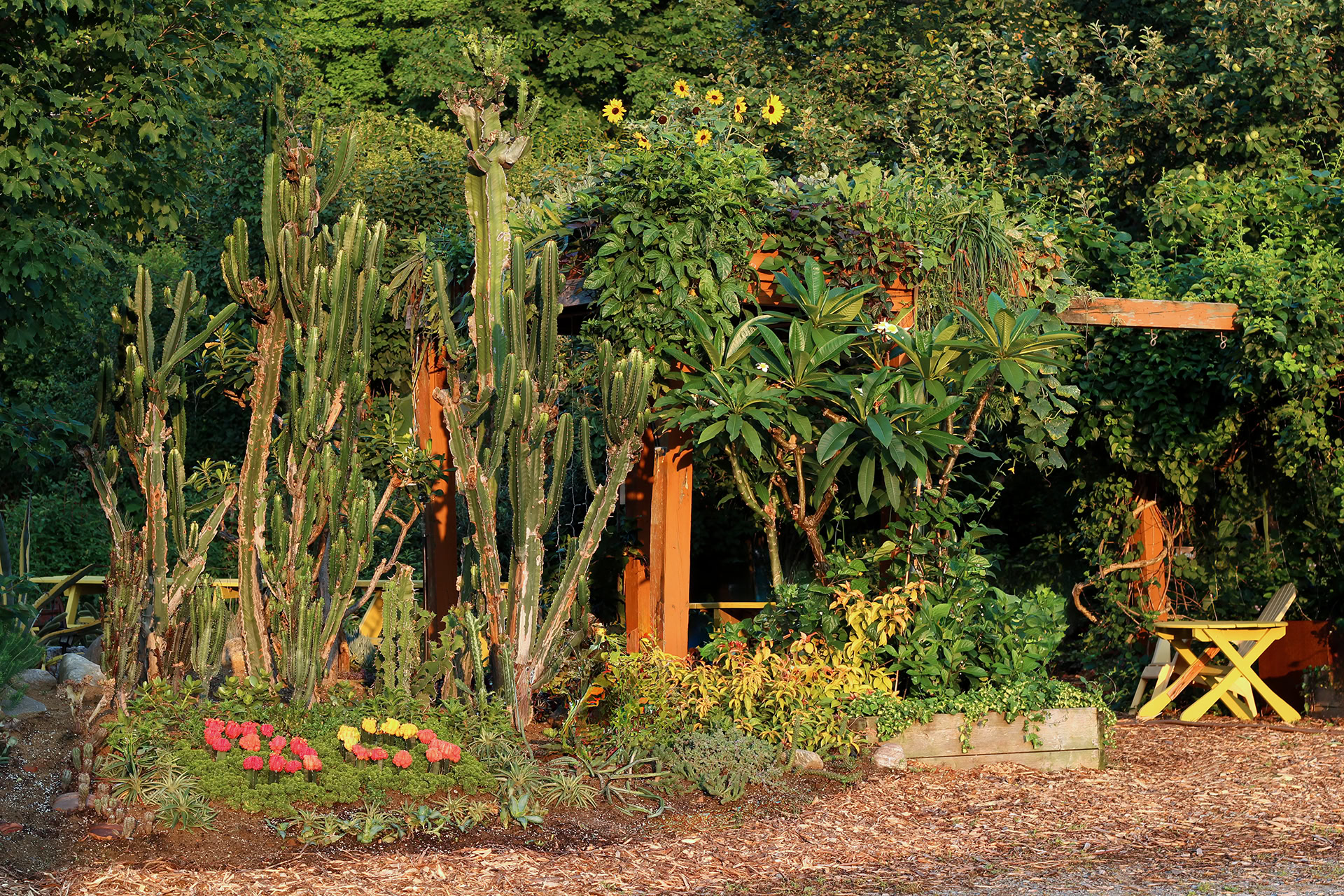 jardin de cactus au Quebec Le cactus fleuri