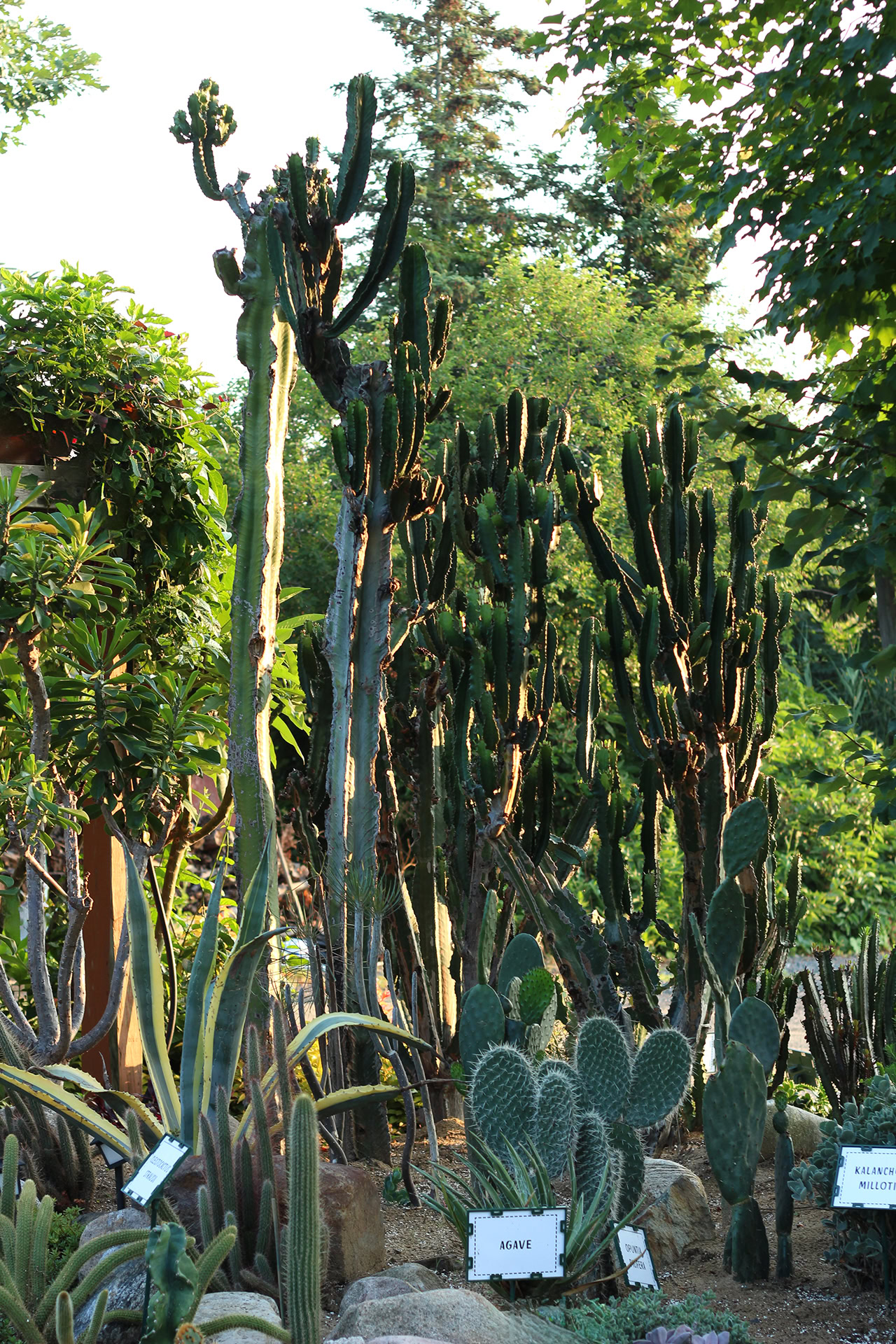 jardin de cactus au Quebec