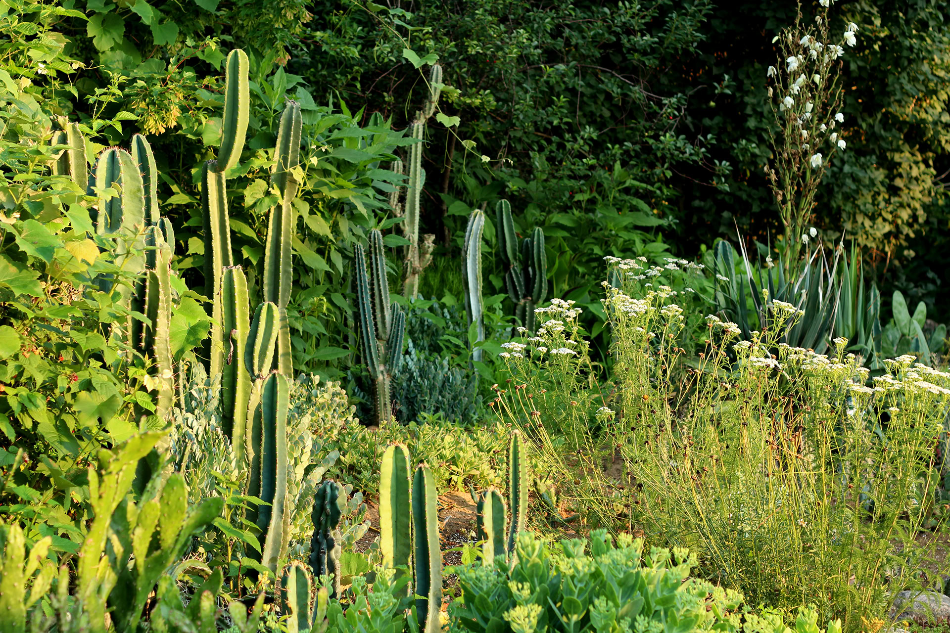 jardin close up 1920pxcomp