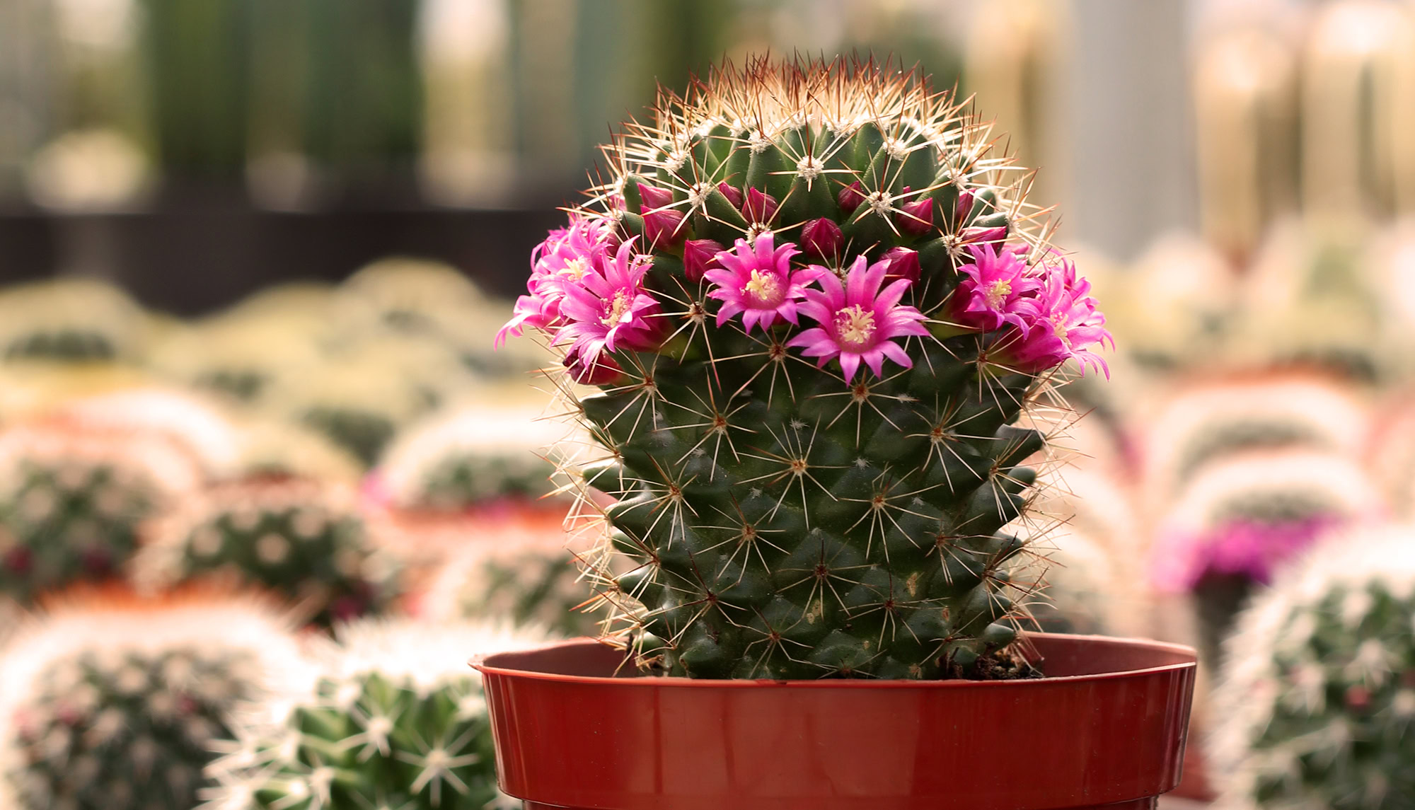 le mammillaria le cactus fleuri produit en serre au quebec 2000pxcomp