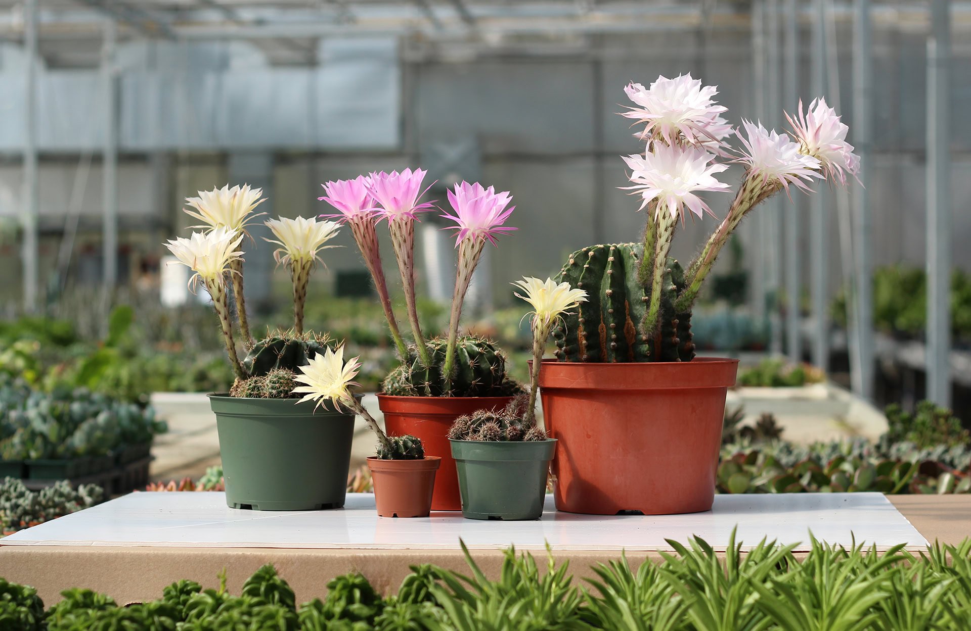 le cactus fleuri