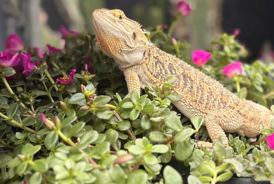 saphira 1920pxcomp