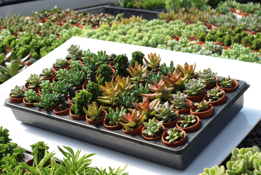 succulantes assorties pots 1,5'' 1920pxcomp
