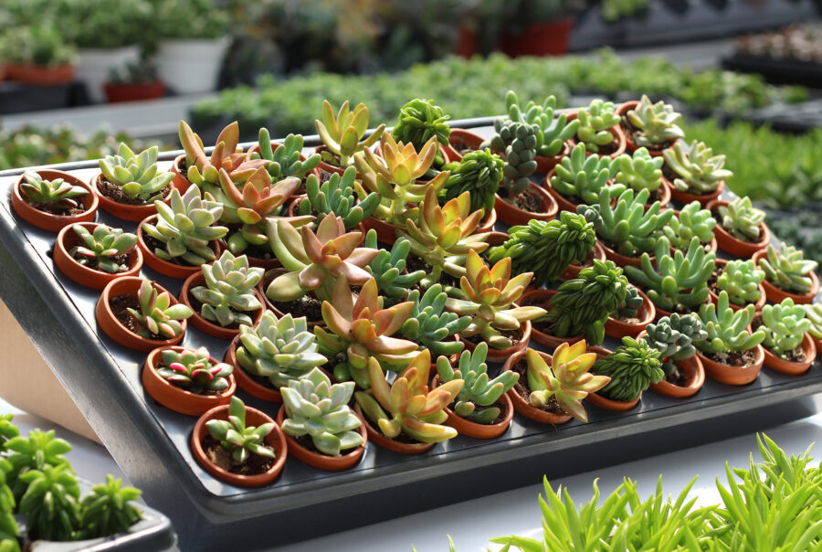 succulantes assorties pots 1,5'' h 1920pxcomp