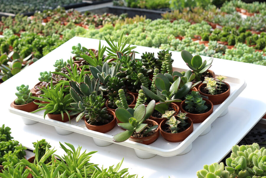 succulantes assorties pots 2'' b 1920pxcomp