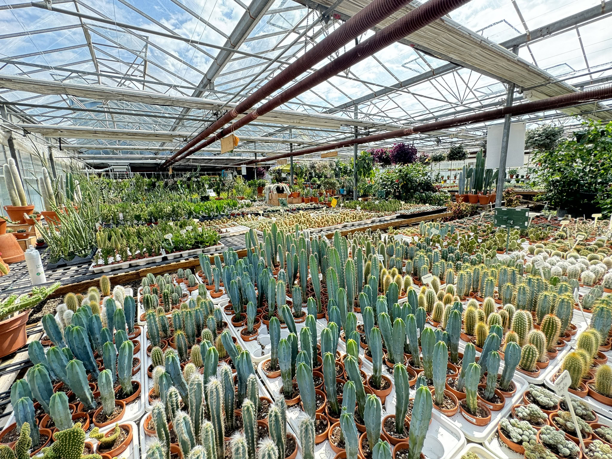 boutique Le Cactus Fleuri