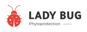 LADY BUG