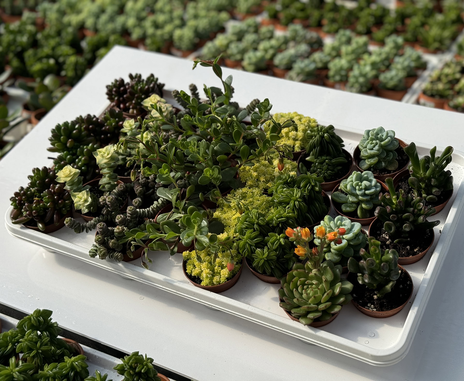 succulentes assortie 2,5''e 1920pxcomp