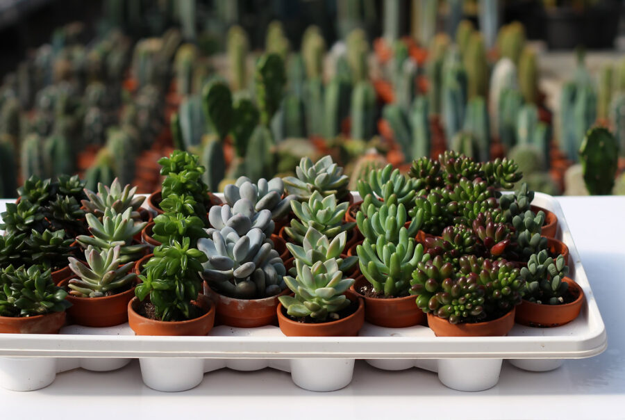 succulentes assortie 2,5''f 1920pxcomp