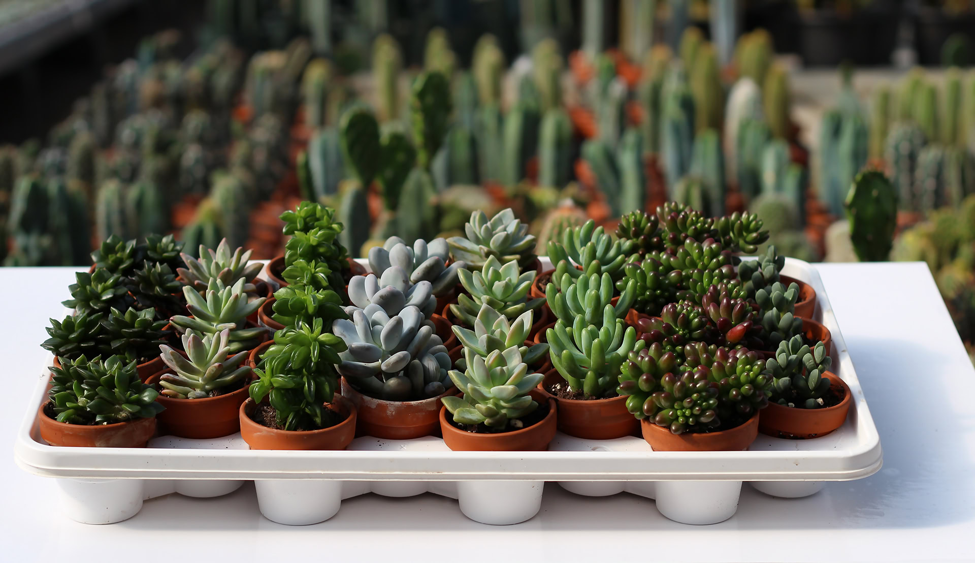succulentes assortie 2,5''f 1920pxcomp