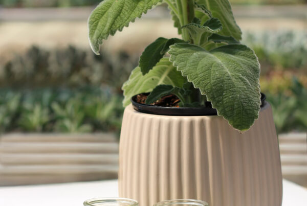 tisane Plectranthus Bellus le cactus fleuri