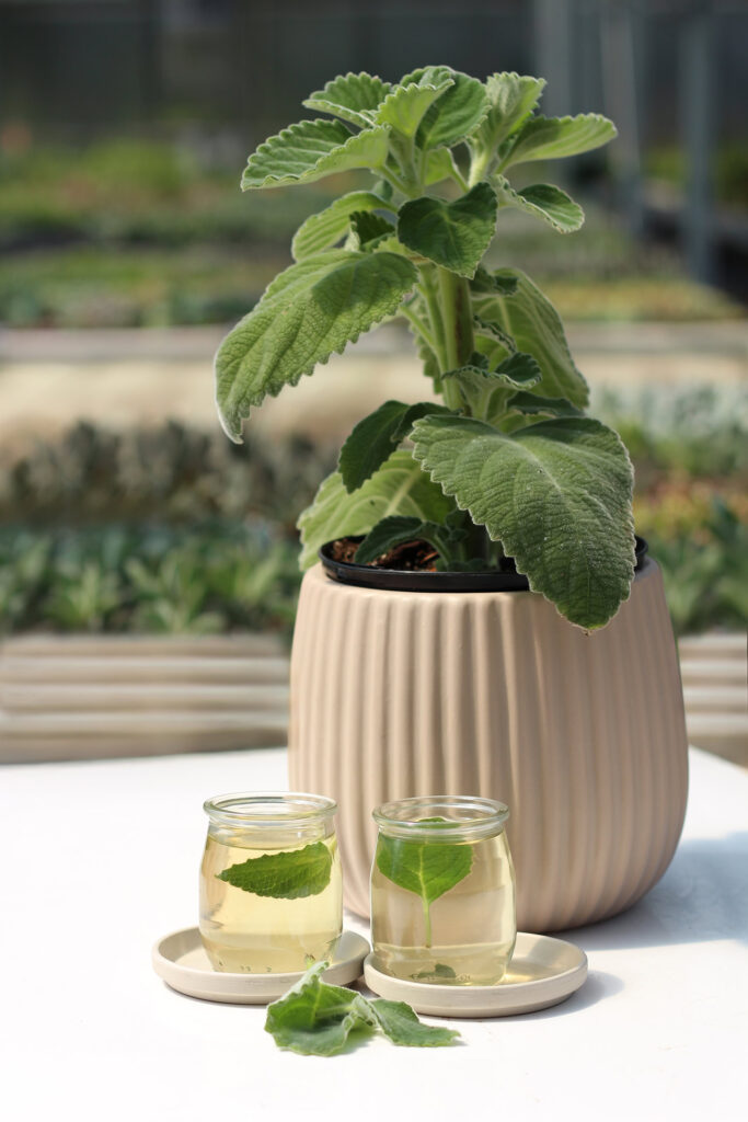 tisane Plectranthus Bellus le cactus fleuri