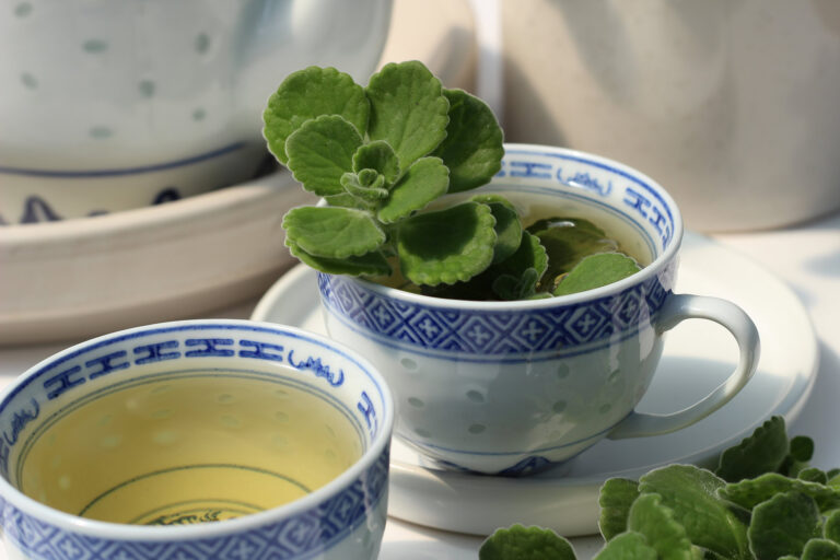Plectranthus Amboinicus tisane le cactus fleuri