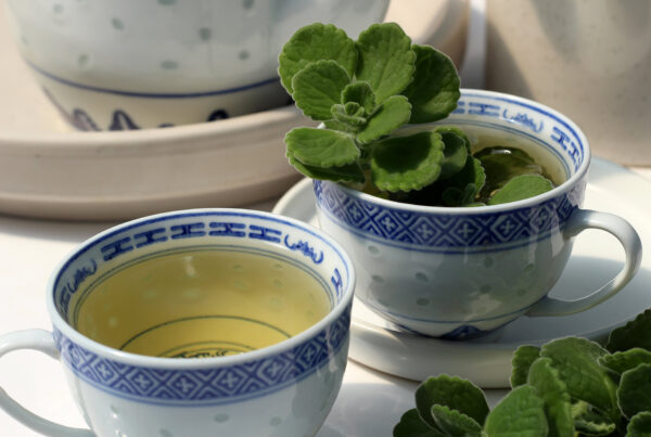 tisane4 1920pxcomp