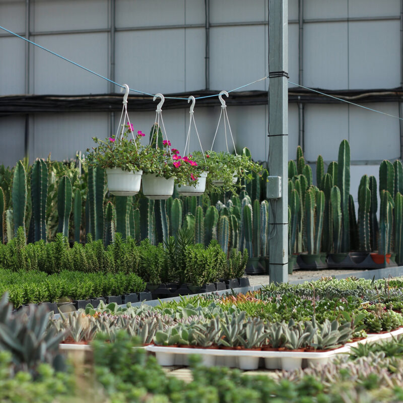 vue en serre le cactus fleuri