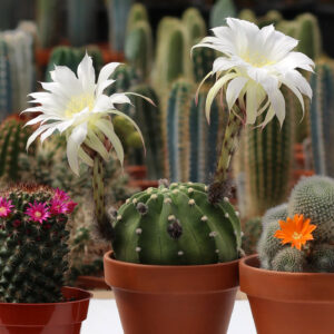 echinopsis subdenudata