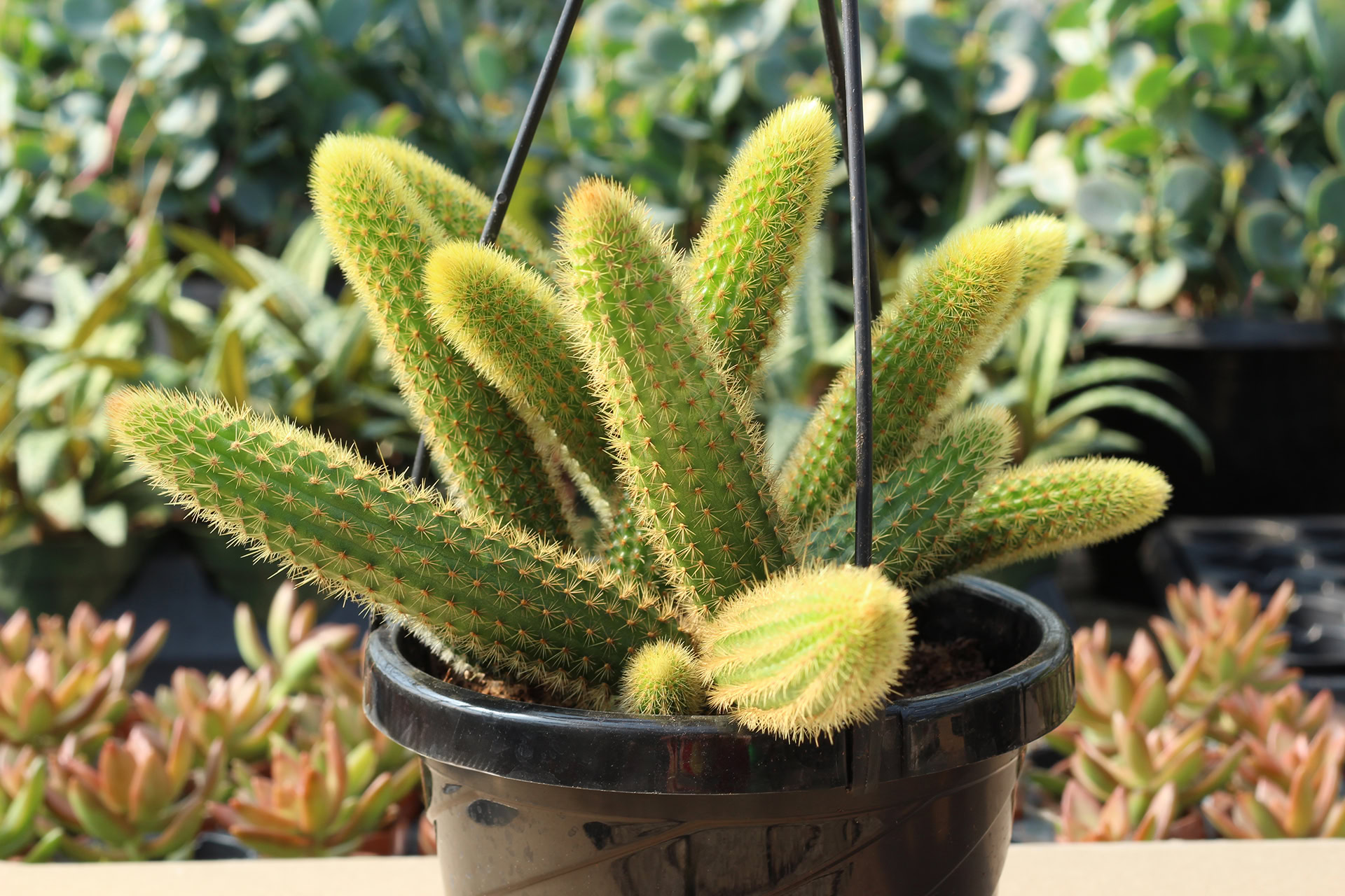 cleistocactus winterii cleistocactus winterii