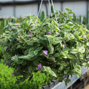 cyanothis somaliensis