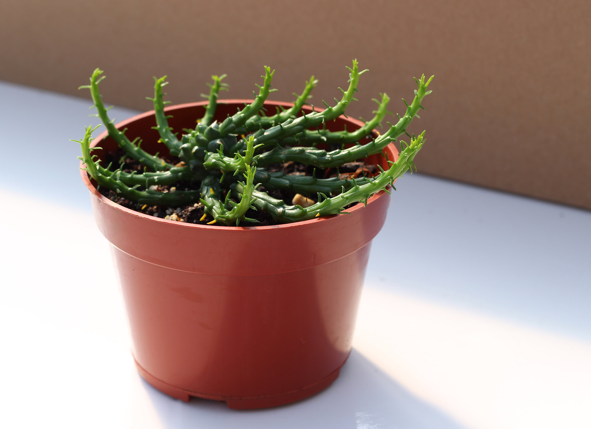 euphorbe flanaganii euphorbe flanaganii