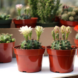 gymnocalycium damsii