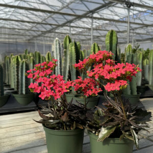kalanchoe kewensis