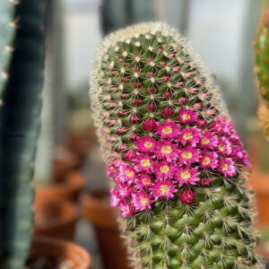 mammillaria spinosissima
