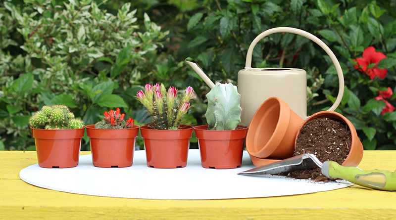 entretien plantes 800px